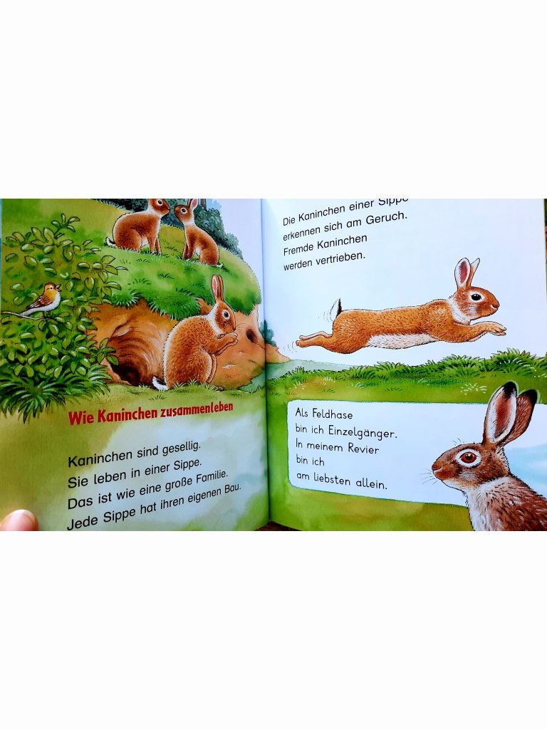 Das Kaninchen und der Feldhase