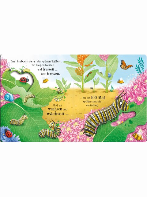 Schau mal, wie ich wachse! Von der Raupe zum Schmetterling