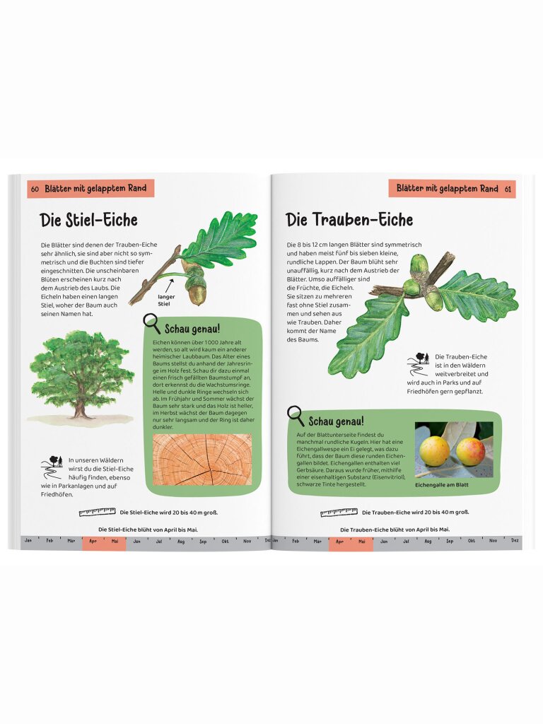 Kindernaturführer – Welcher Baum ist das?