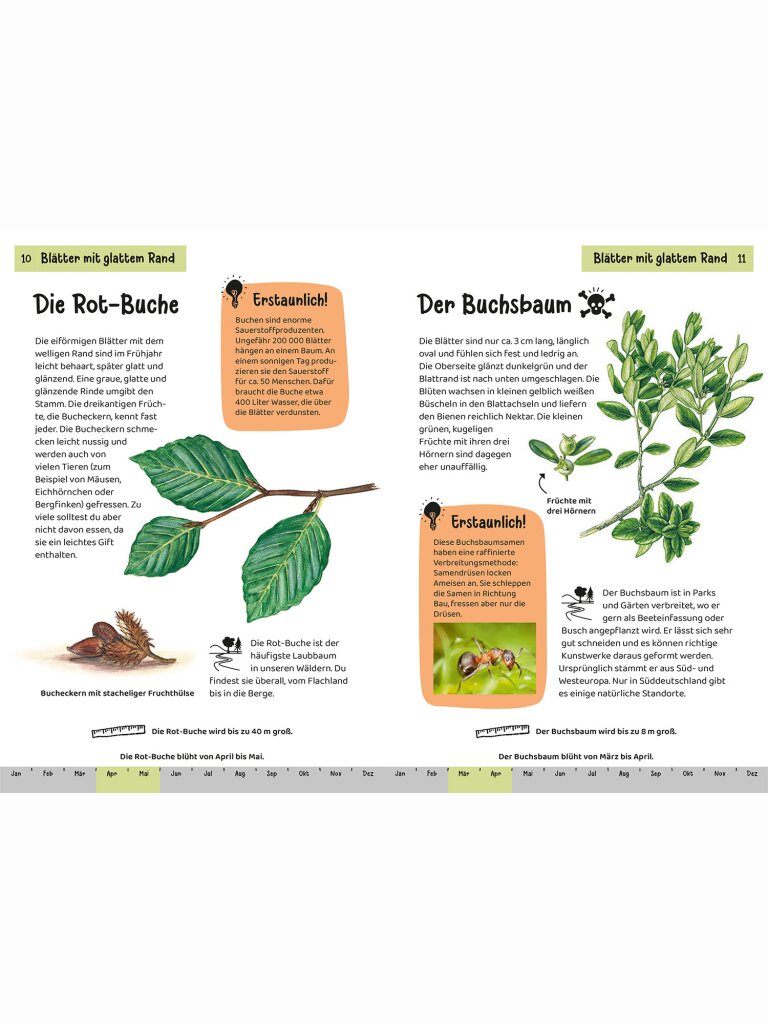 Kindernaturführer – Welcher Baum ist das?