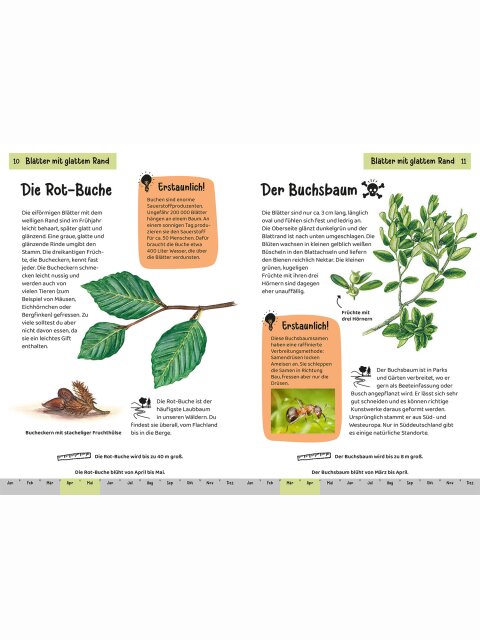 Kindernaturführer – Welcher Baum ist das?
