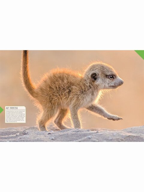 Tierkinder der Wildnis