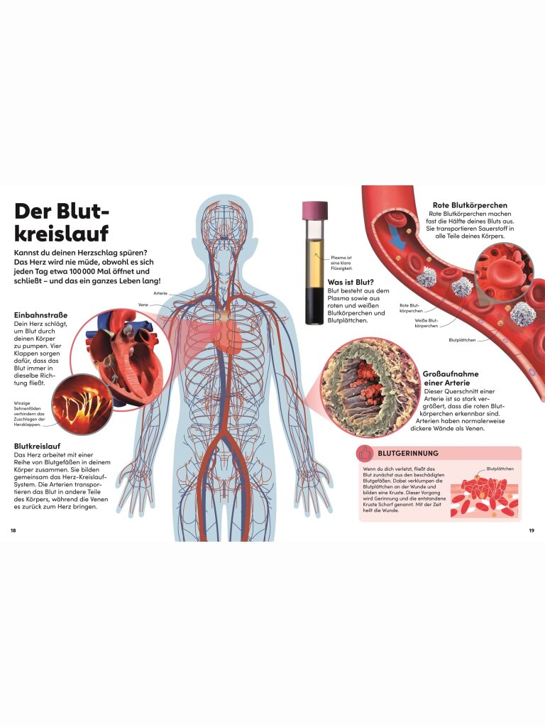 memo Wissen Kids – Der Körper