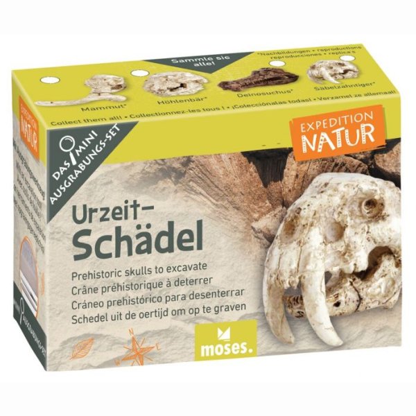 Schädel